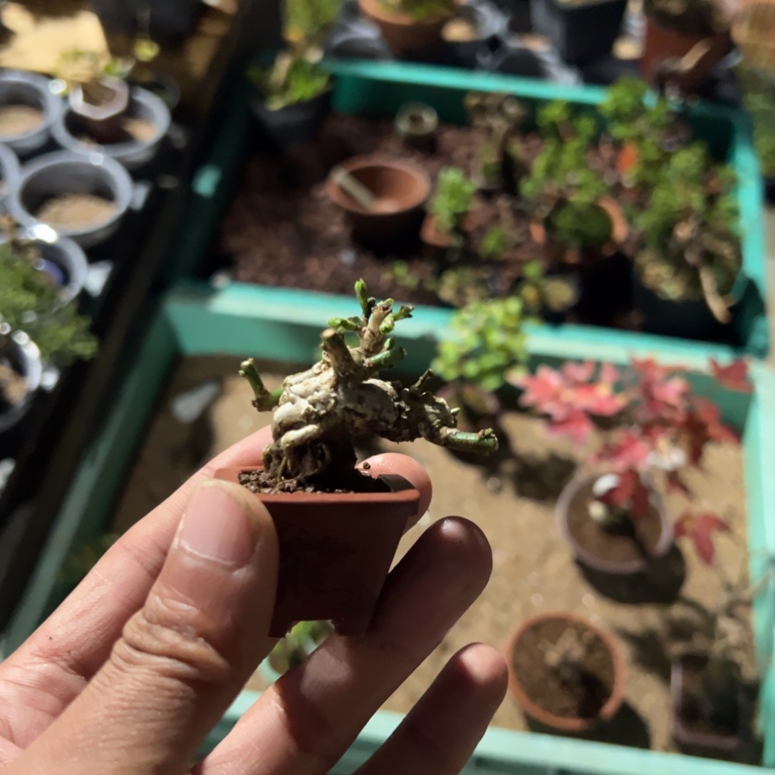 农***民无花朵盆景11111111