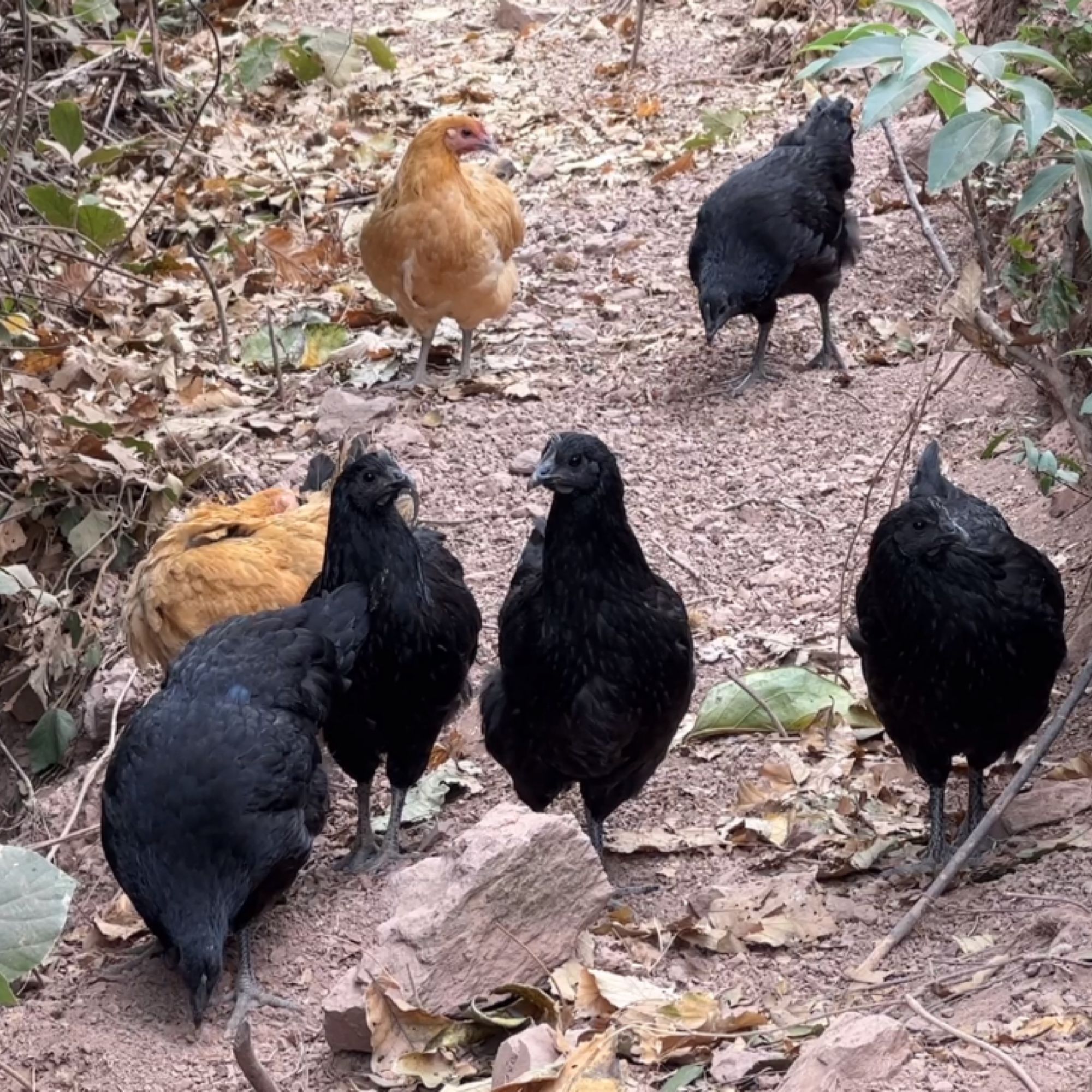 广西农家跑山土鸡  肉质饱满  现抓现杀1kg起售   顺丰包邮