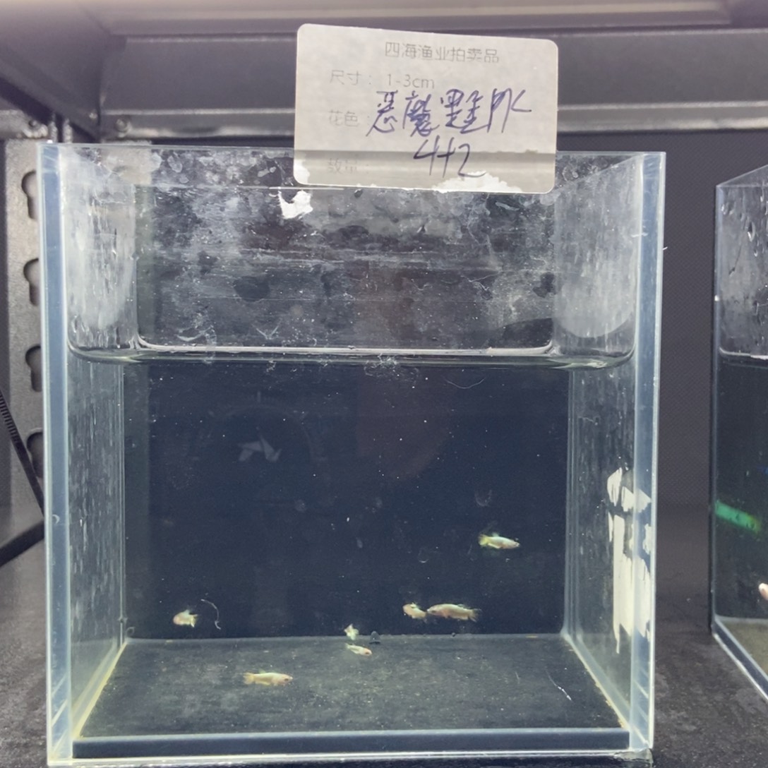 斗鱼包活不包损所见即所得368