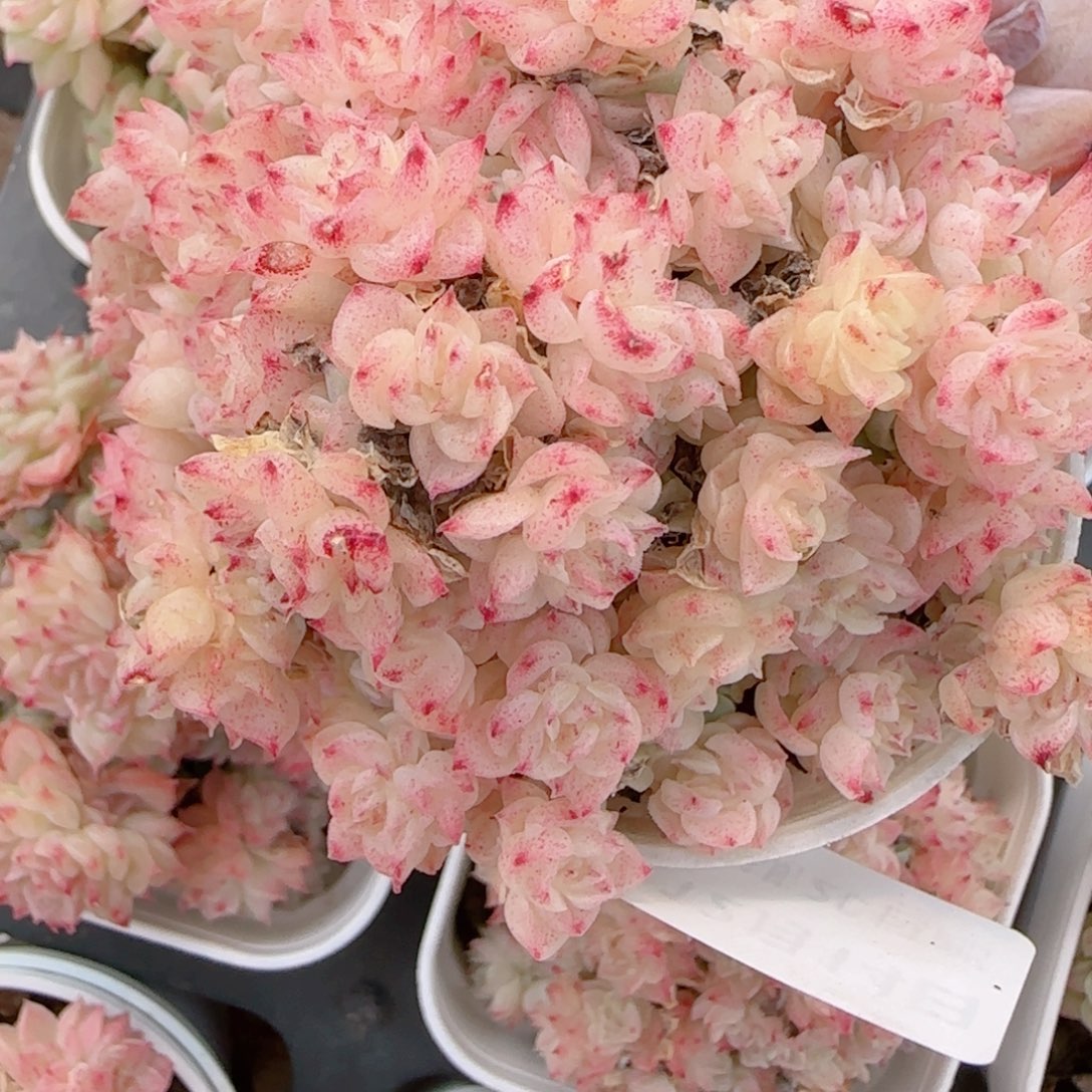 小***主花语多肉1214-183散