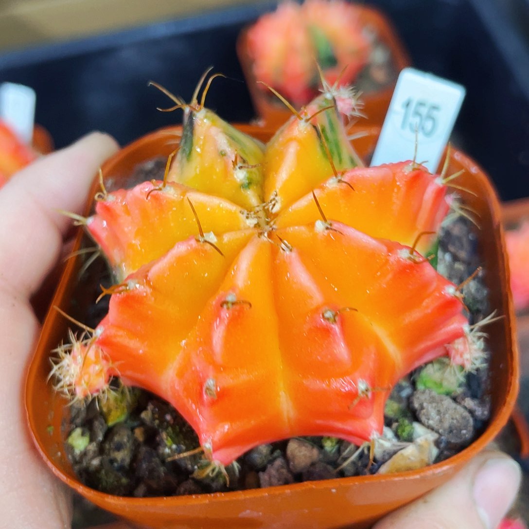 非偏远地区满25包邮仙人球