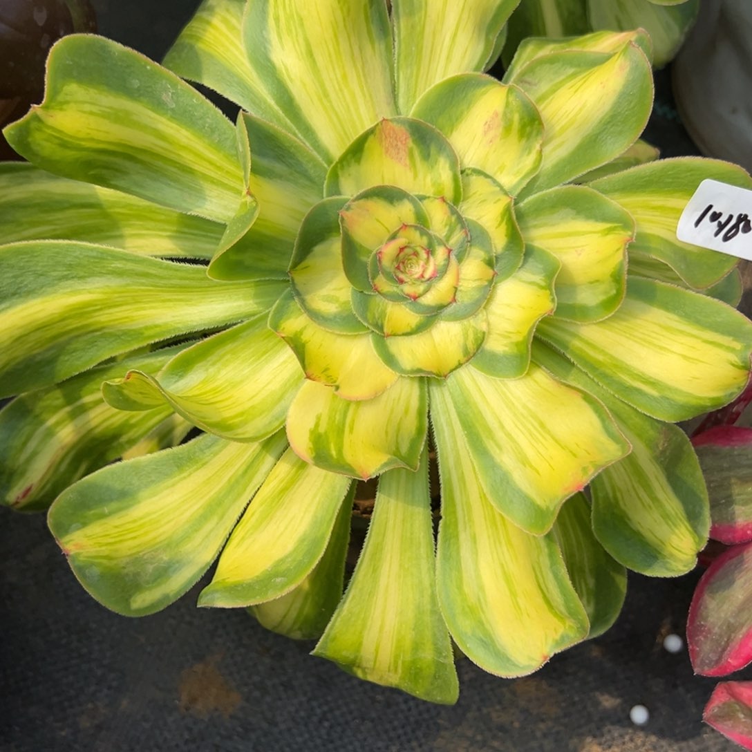 180暴君拉丝多肉多肉duorou