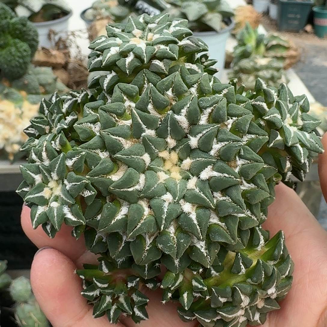 【闪购商品】无花朵群头进口姬牡丹