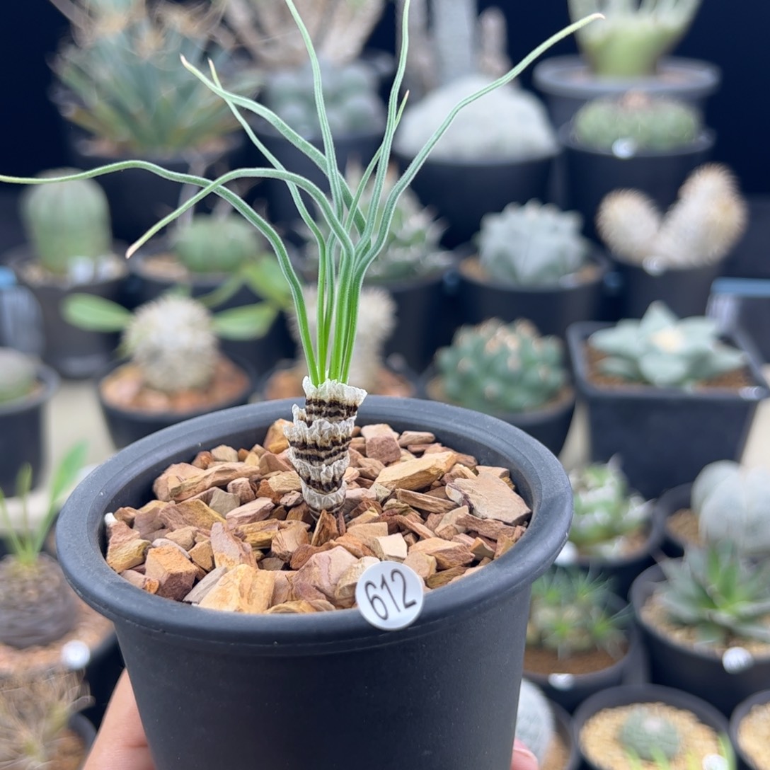 小青龙弹簧草一物一拍