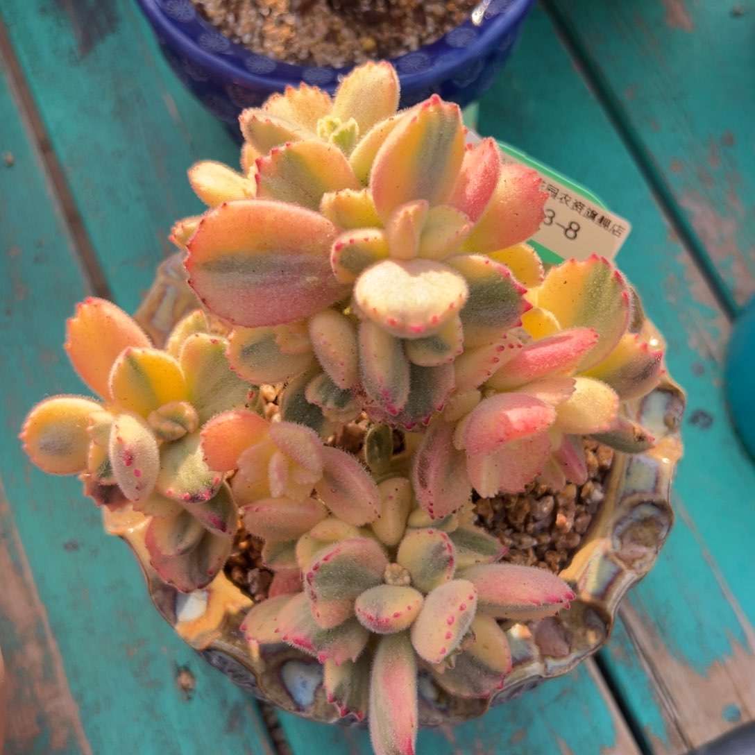 多肉一物一拍0303-8