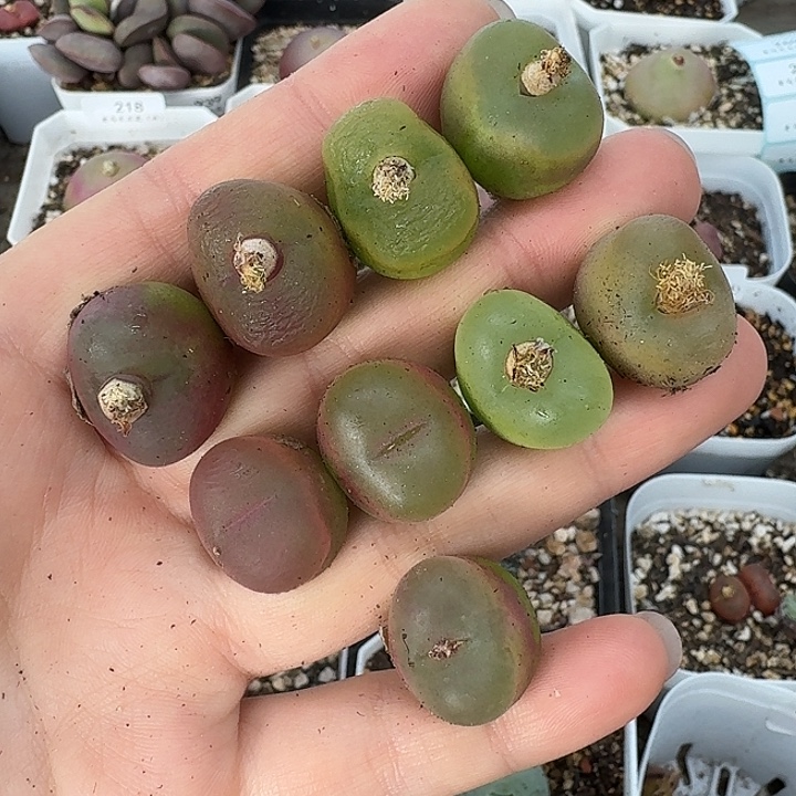 老马生石花彩毛222