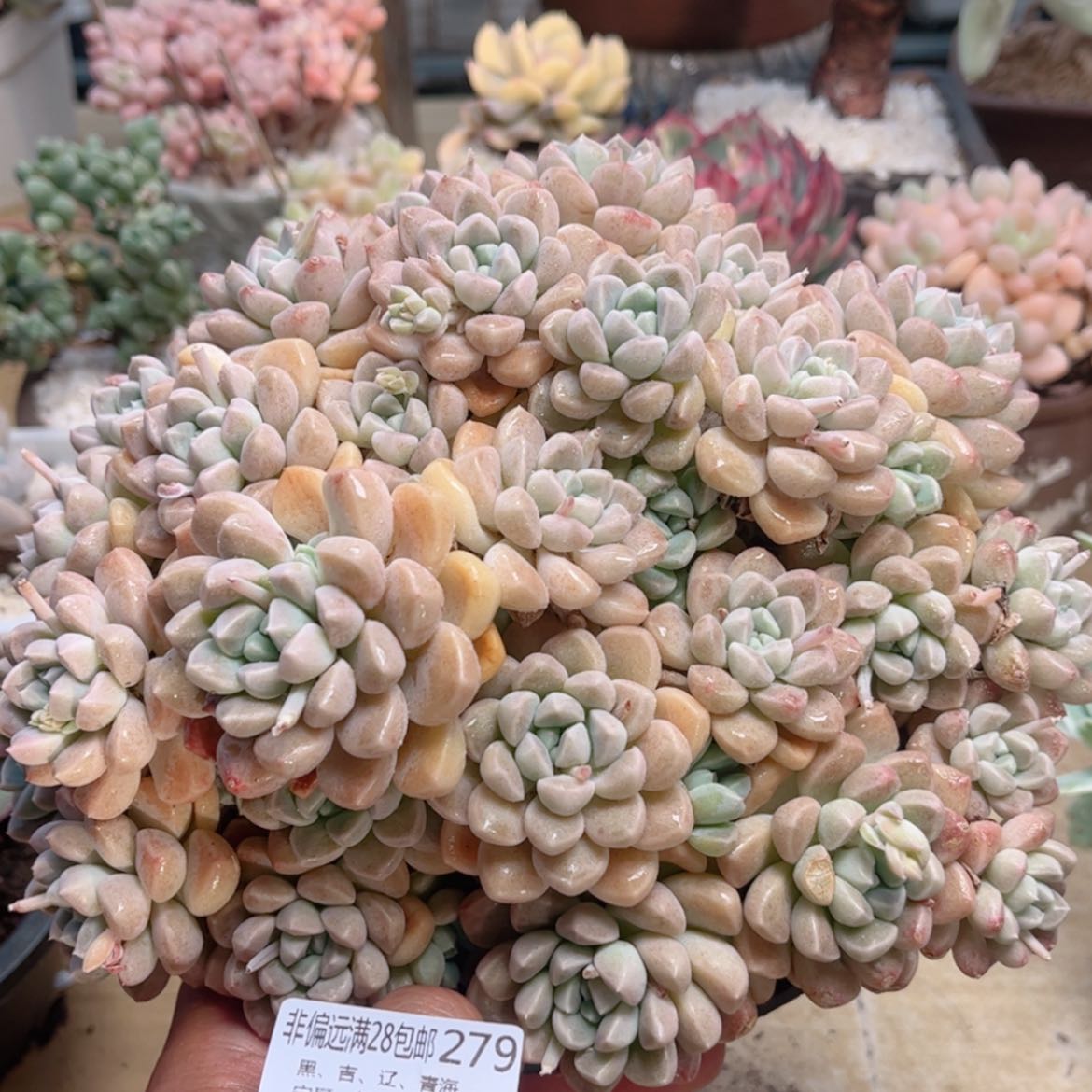 【闪购商品】279鹅卵石