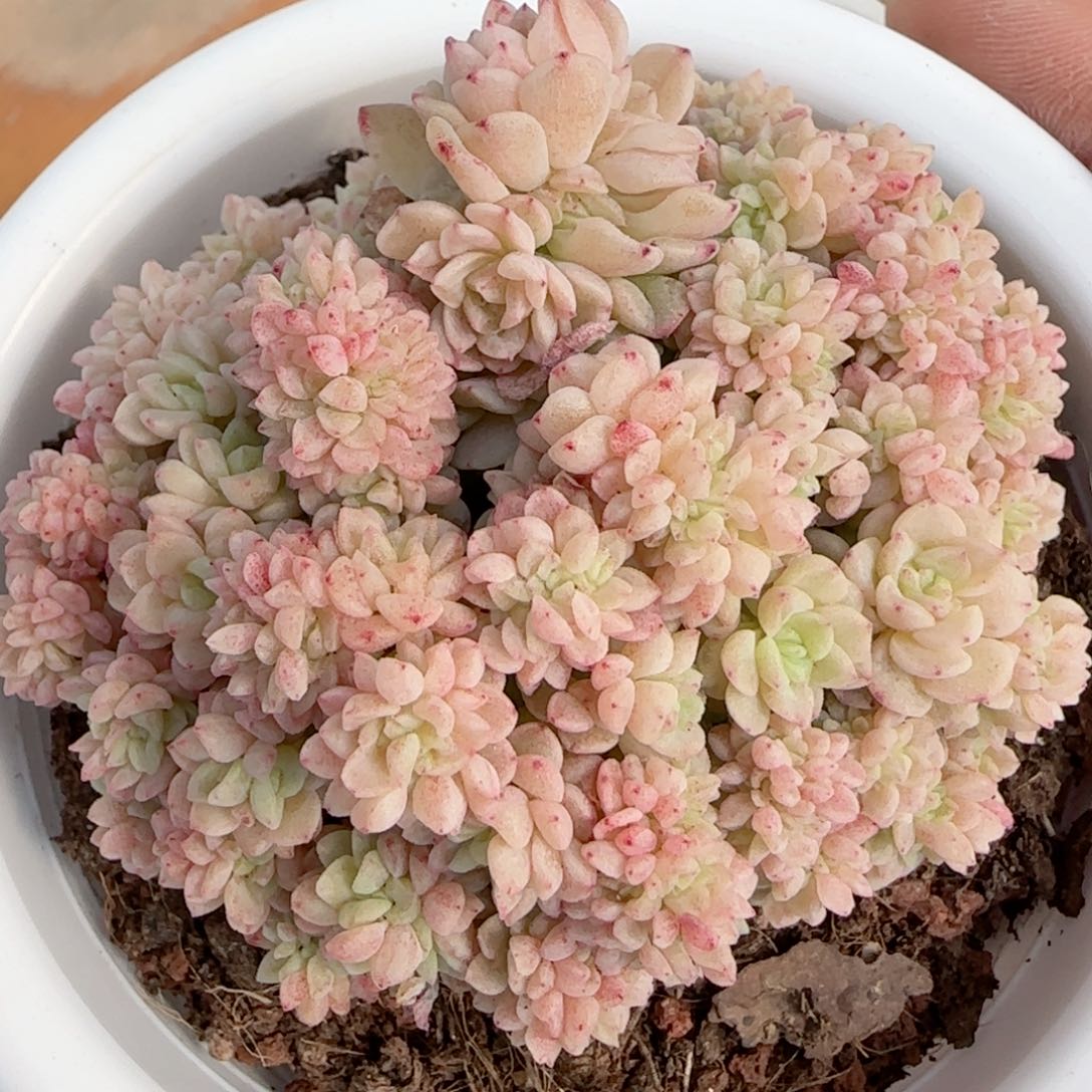 【闪购商品】0214-47麦杆缀化