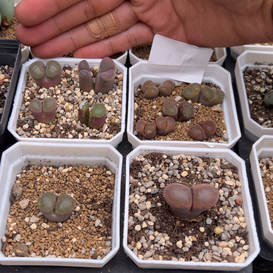 8.24福利多肉植物131