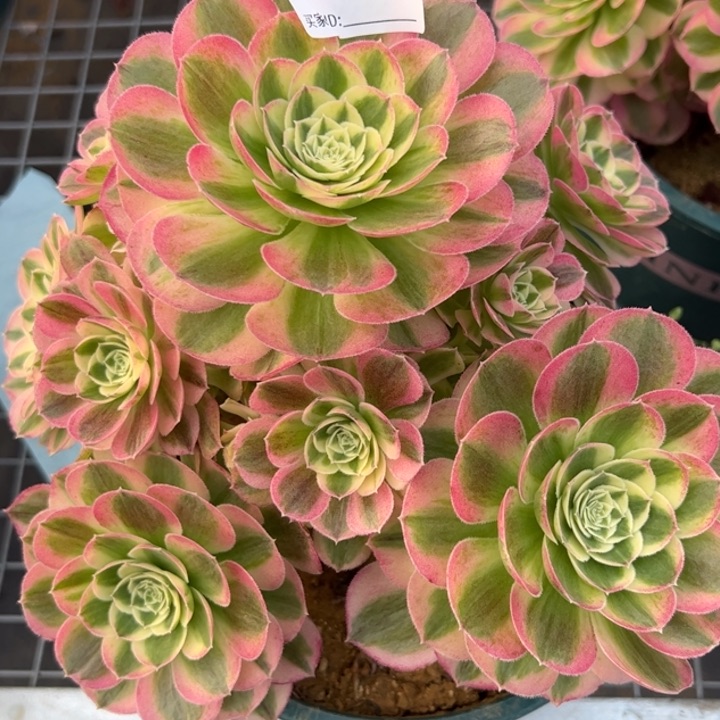 833玉资20厘米左右