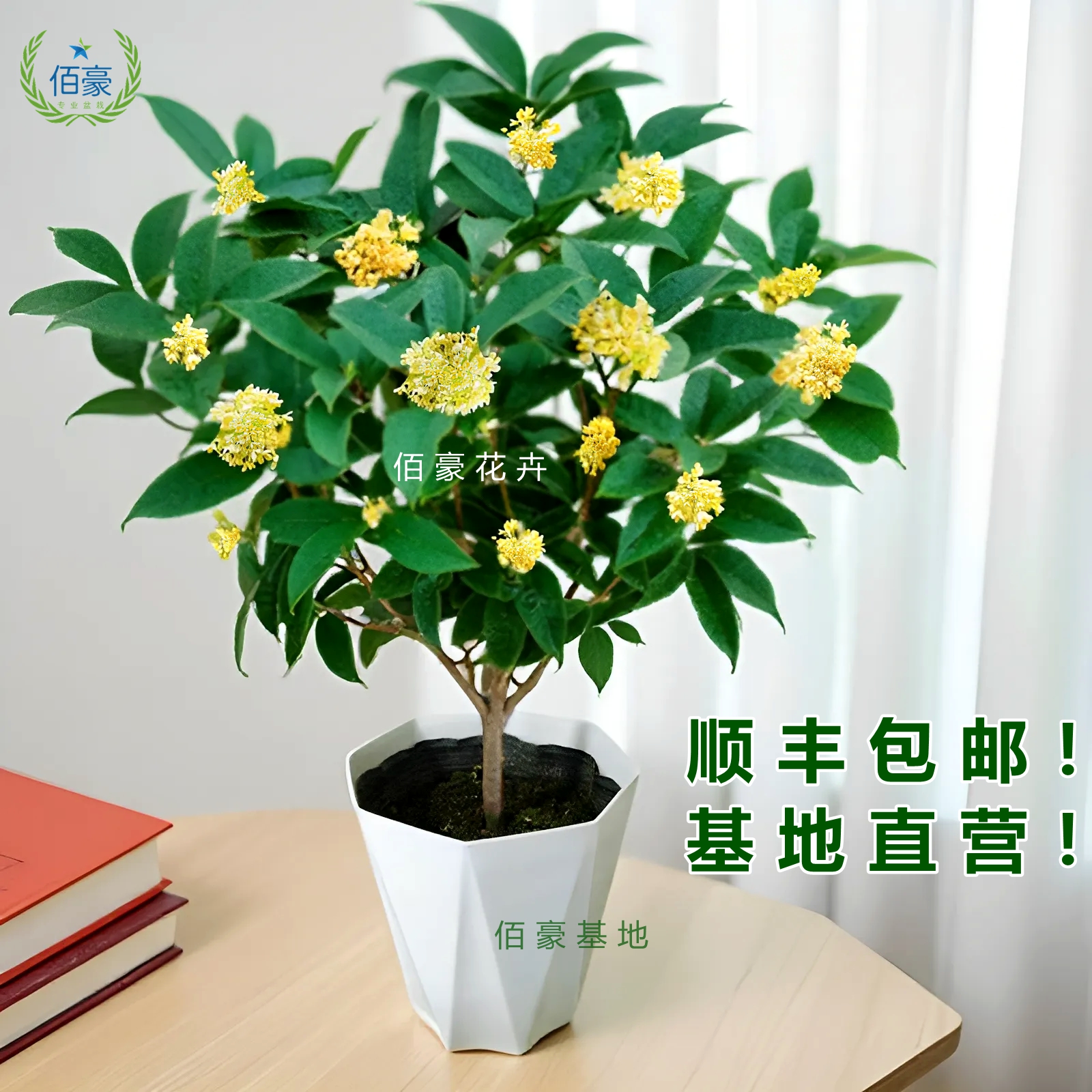 四季桂花树盆栽浓香型开花带香味阳台庭院室内好养易活花卉绿植