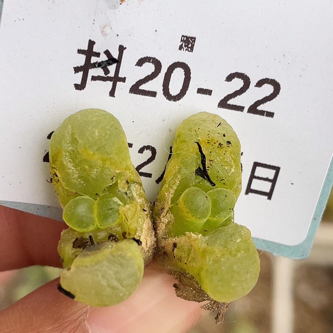 20-22混合编号风铃肉锥