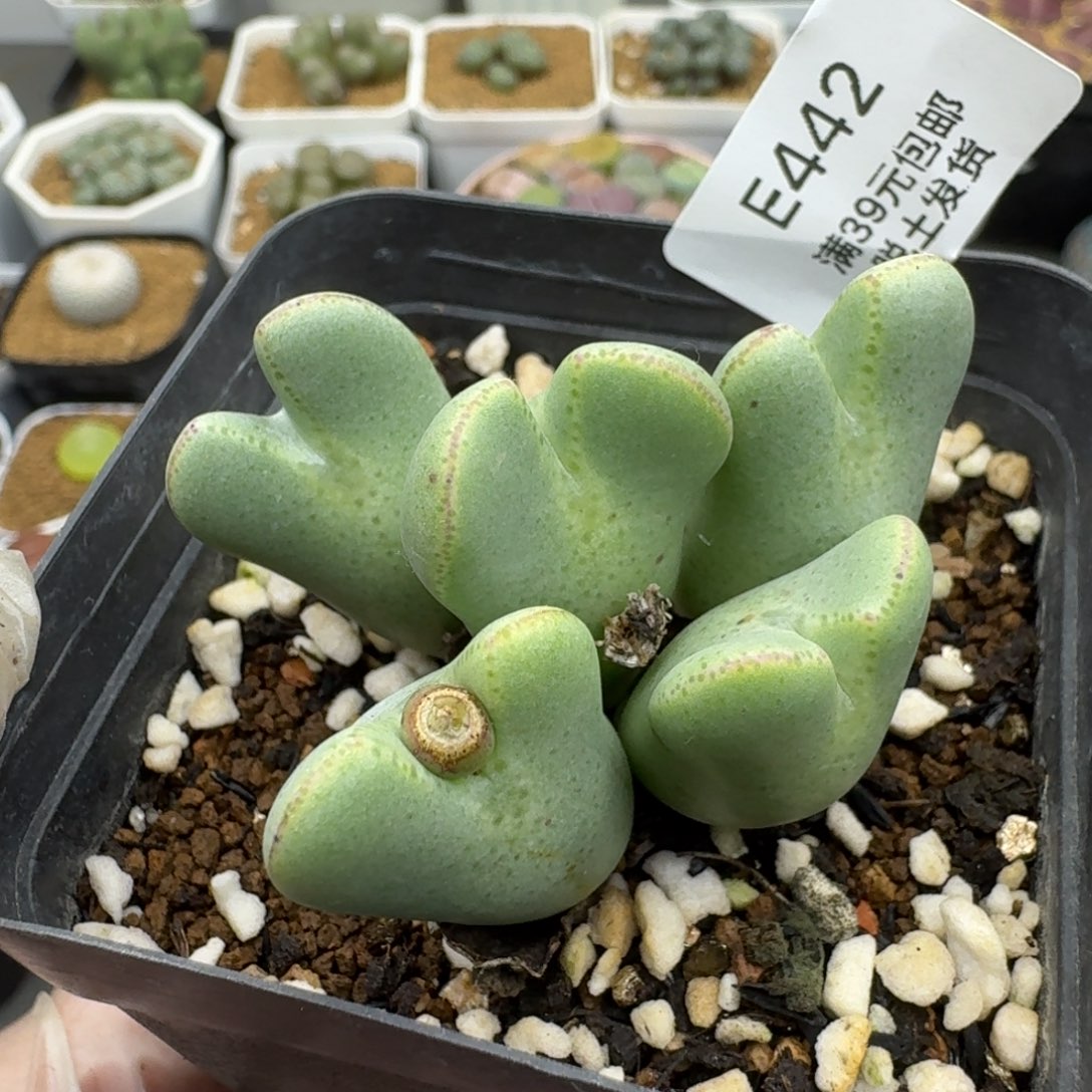 442哈哈哈哈哈哈哈哈哈