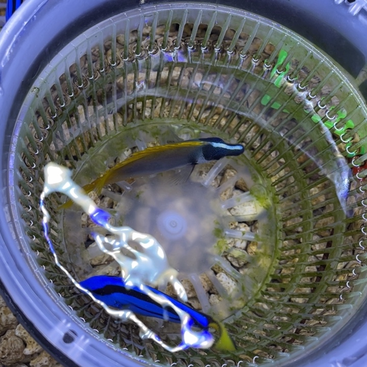 海水鱼差价11111111