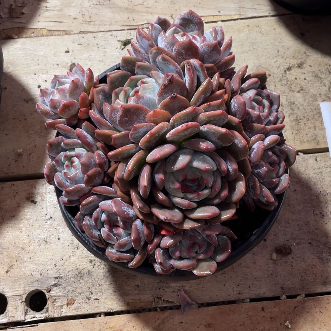 303多肉植物多肉植物