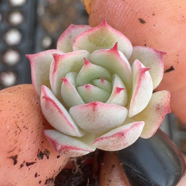 粉水晶锦一物一拍