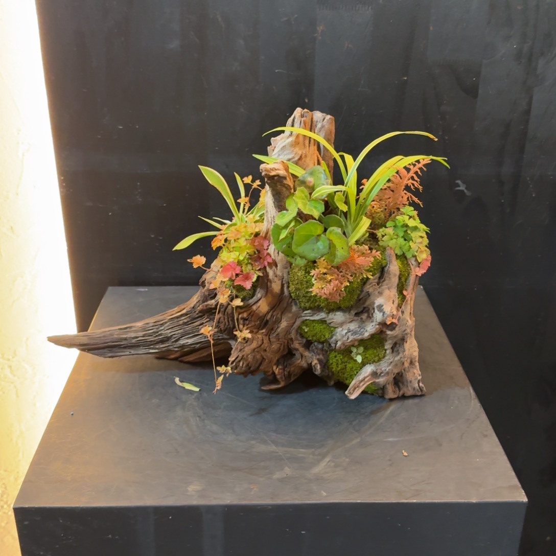 全部花朵山野草枯木逢春