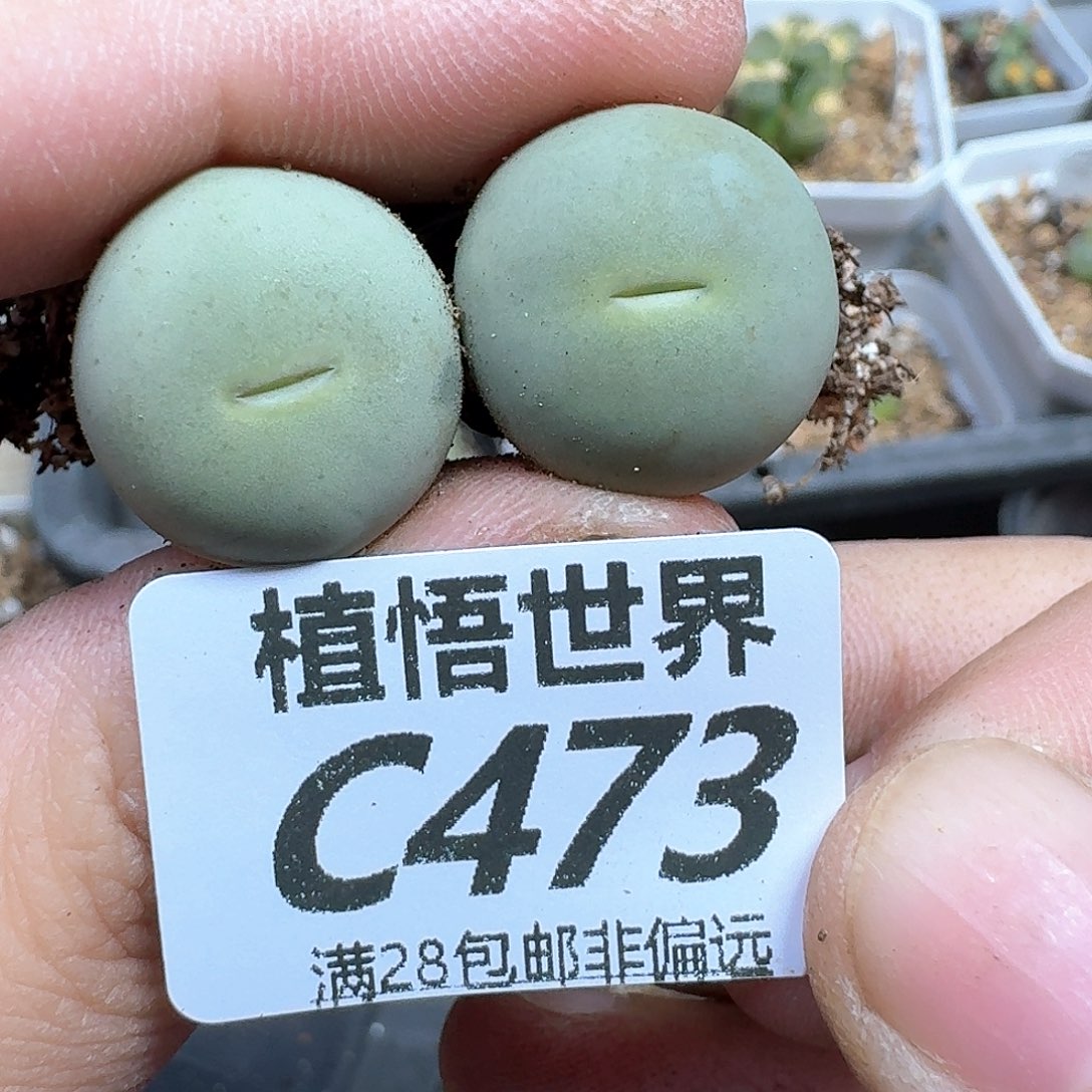 多肉植物的润泽fgb