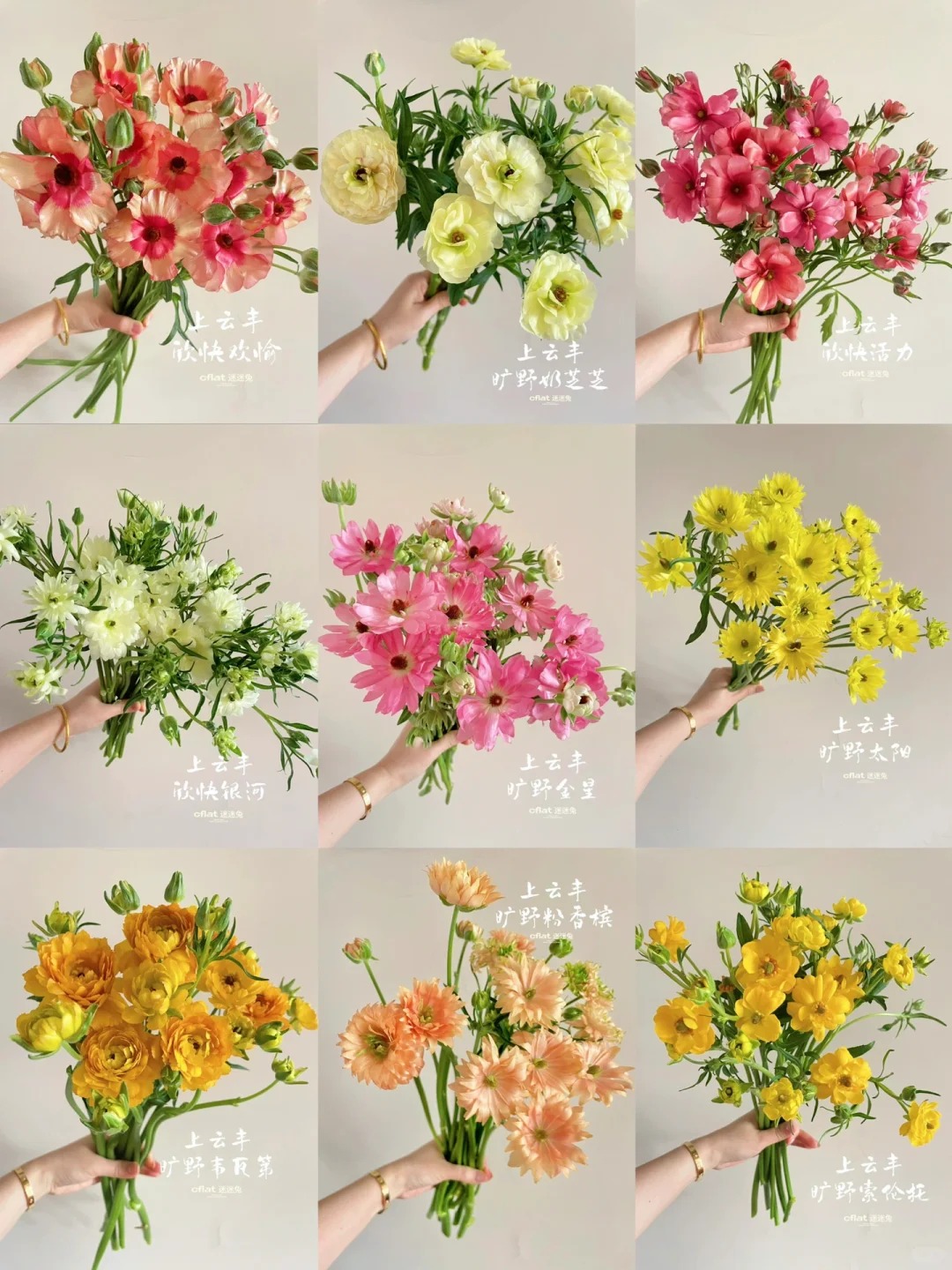 （蔓蔓）不选色蝴蝶洋牡丹1扎20%防损 1单包邮