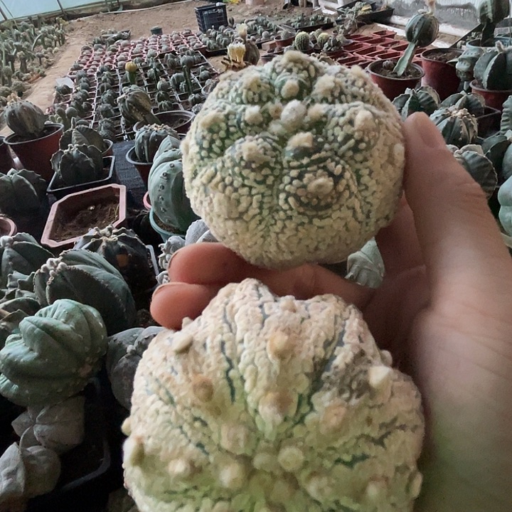 完全开放仙人球2