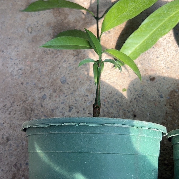 芬***达天使360044907798589