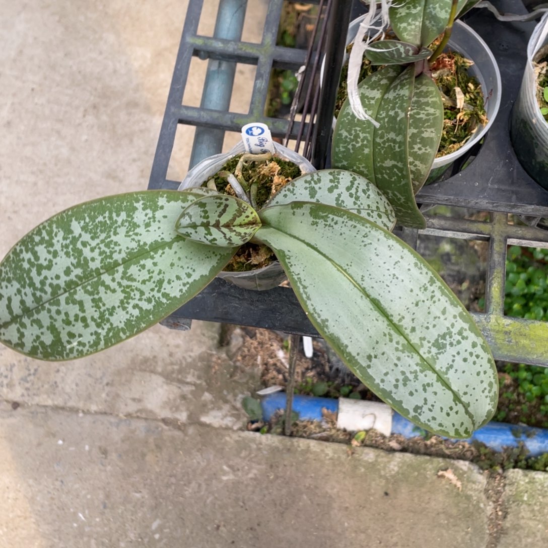 当前无花栽培后可以开花bt280民答那峨史交白雪史