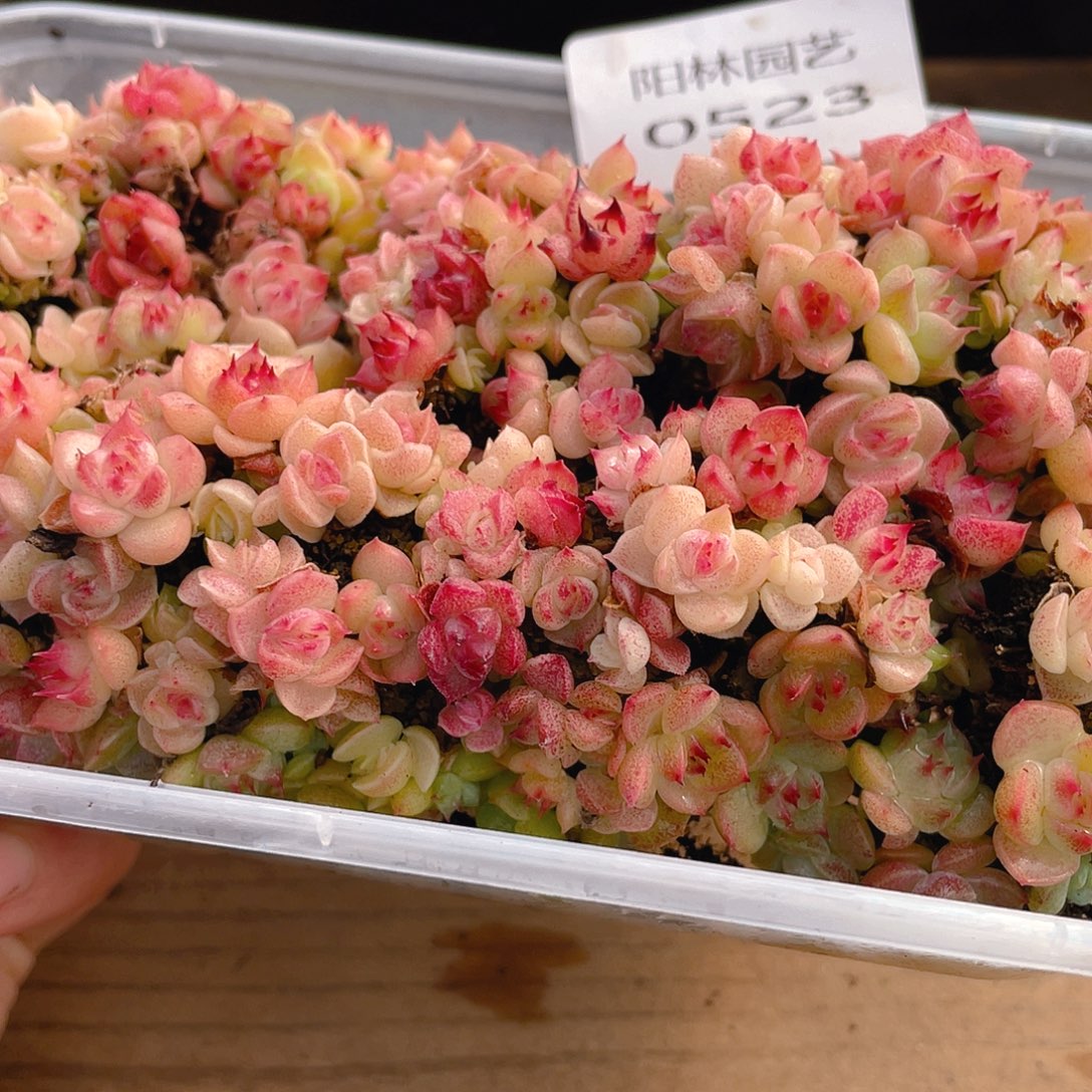 多肉植物多肉植物523