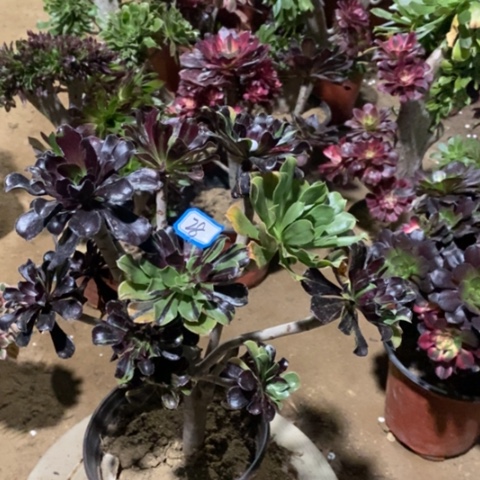 多肉水墨丹青砍过一物一拍