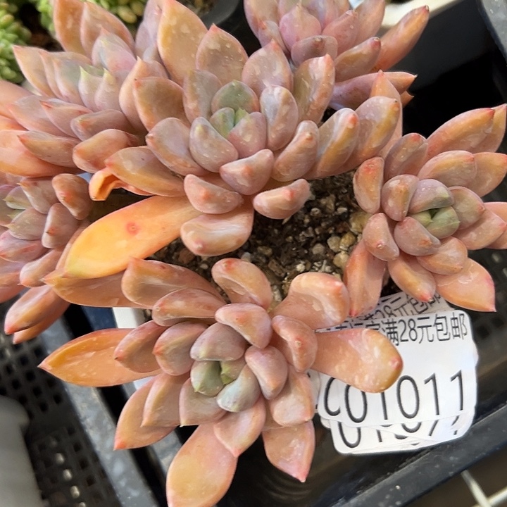 幸运的是我还在努力幸运