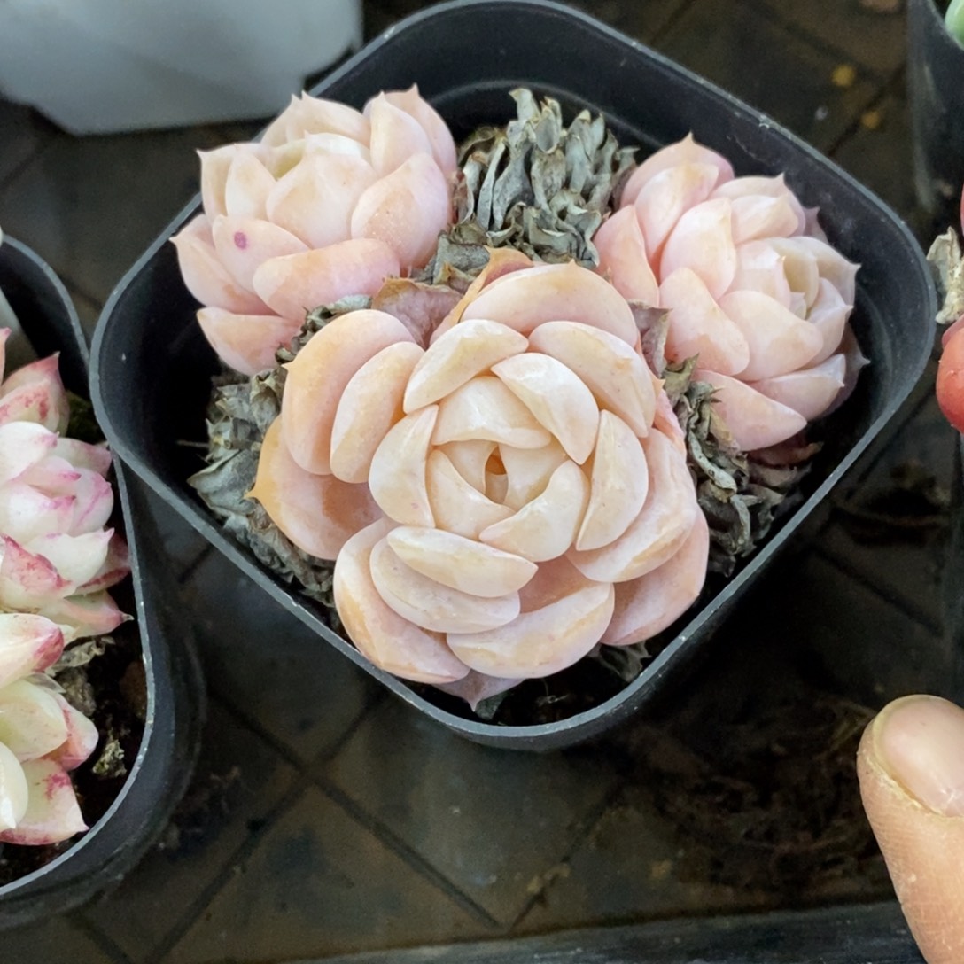 精品多肉一物一拍不包整416