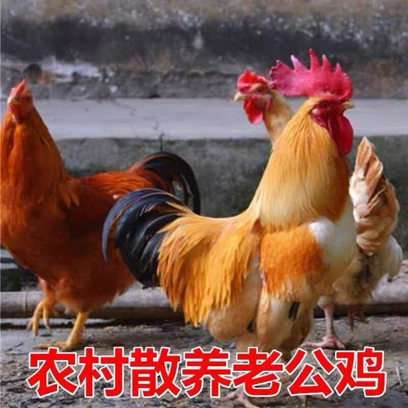 农村散养老公鸡粮食鸡一年半以上