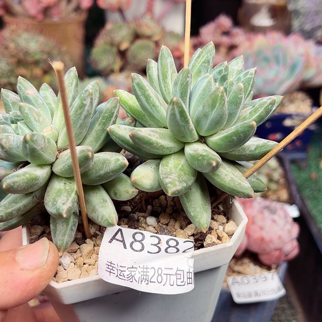 幸运的是我的朋友