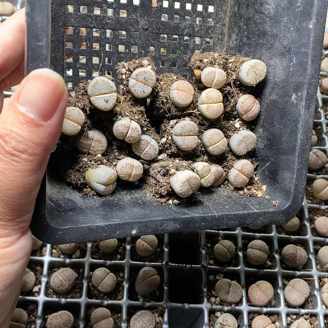 新**选G225多肉植物保护研究所