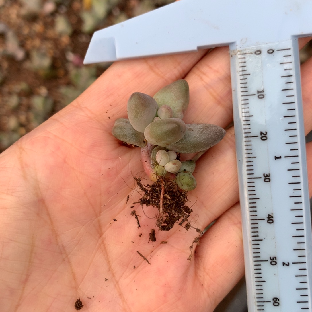 香蕉 精品韩国奶酪多肉