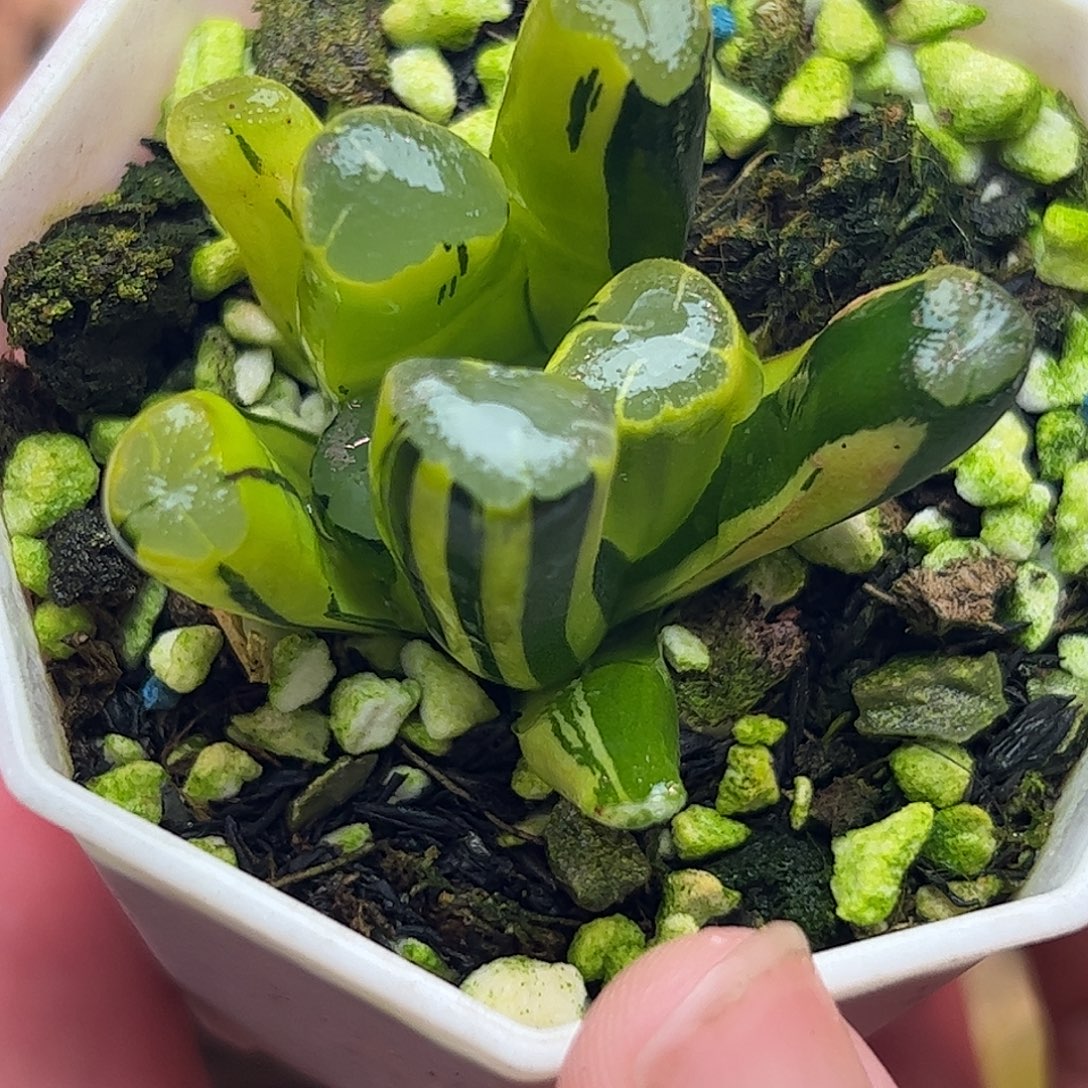 紫云殿锦十二卷多肉植物