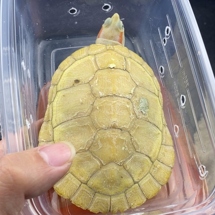 巴西彩龟母66666666