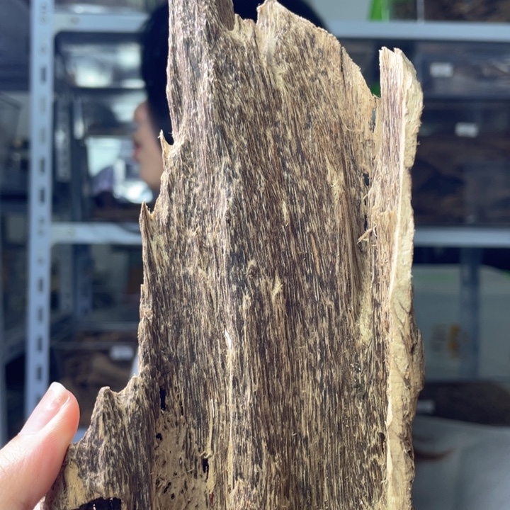 香料海南淳化老料54克重福利