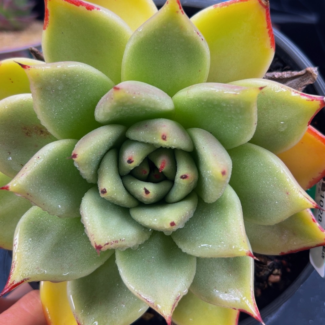 从前慢多肉编号1028-60