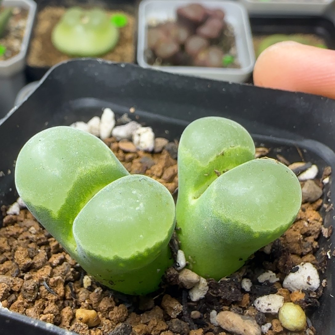 漂漂亮亮多肉植物989