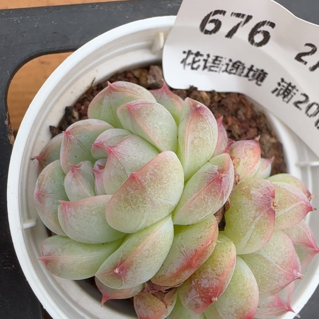 花语逸镜0204-676