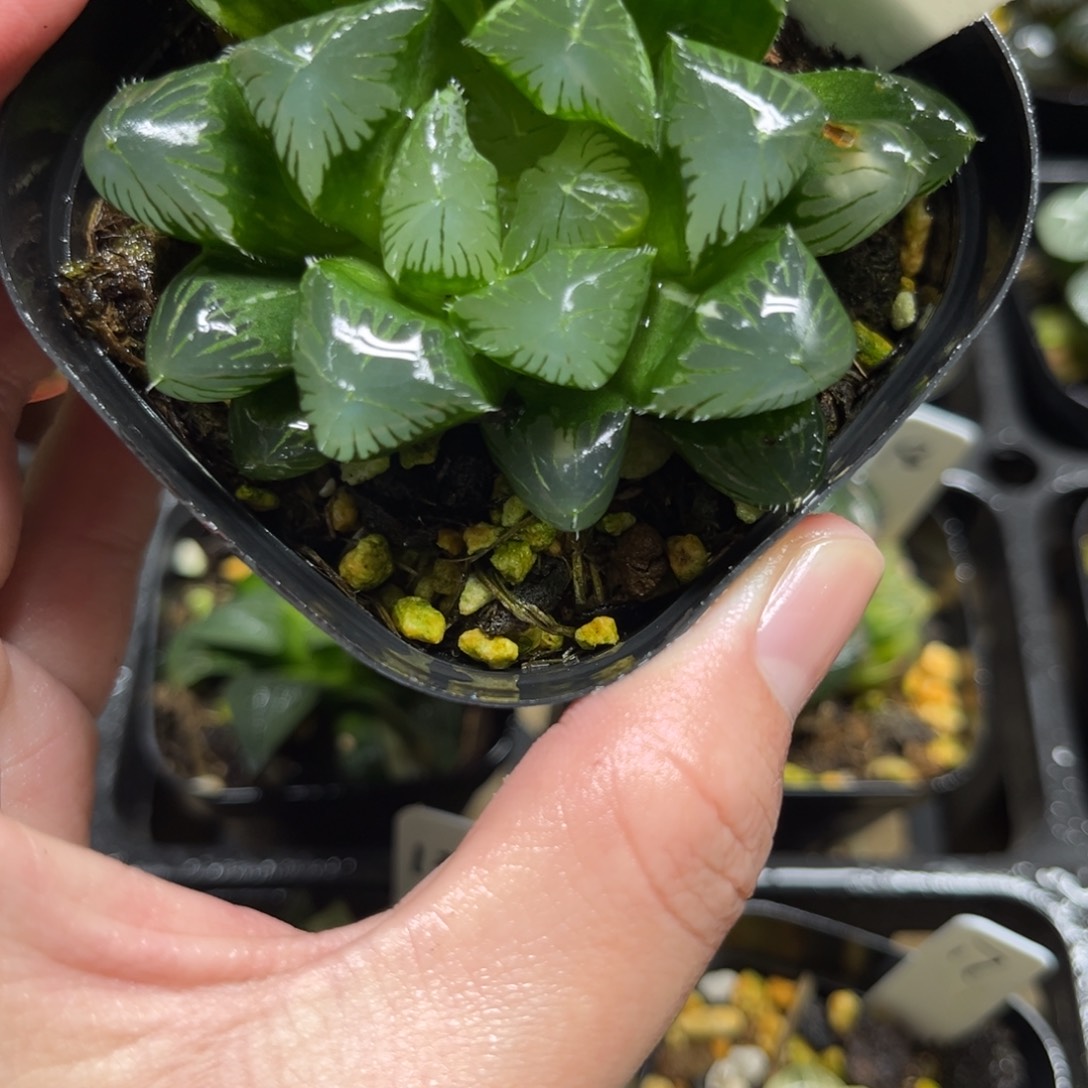 20巨大化夏沫玉露锦一物一拍