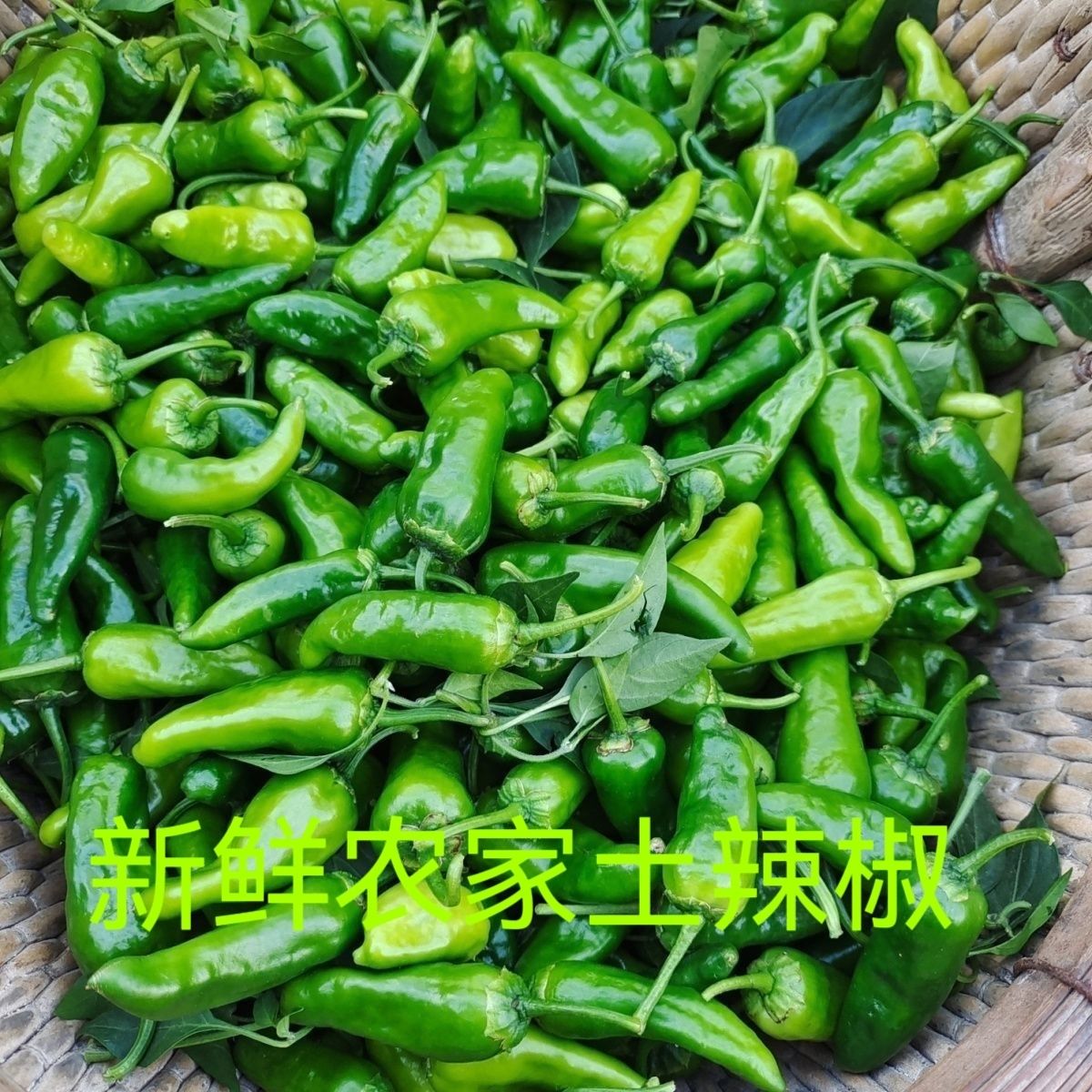 湖北省通城县产地新鲜现摘薄皮特辣小辣椒火锅配菜