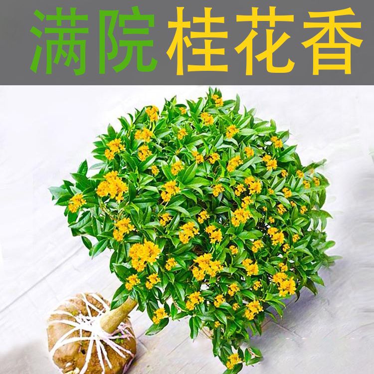 大型别墅地栽盆栽桂花树苗八月黄金桂丹桂庭院植物耐寒四季桂绿化