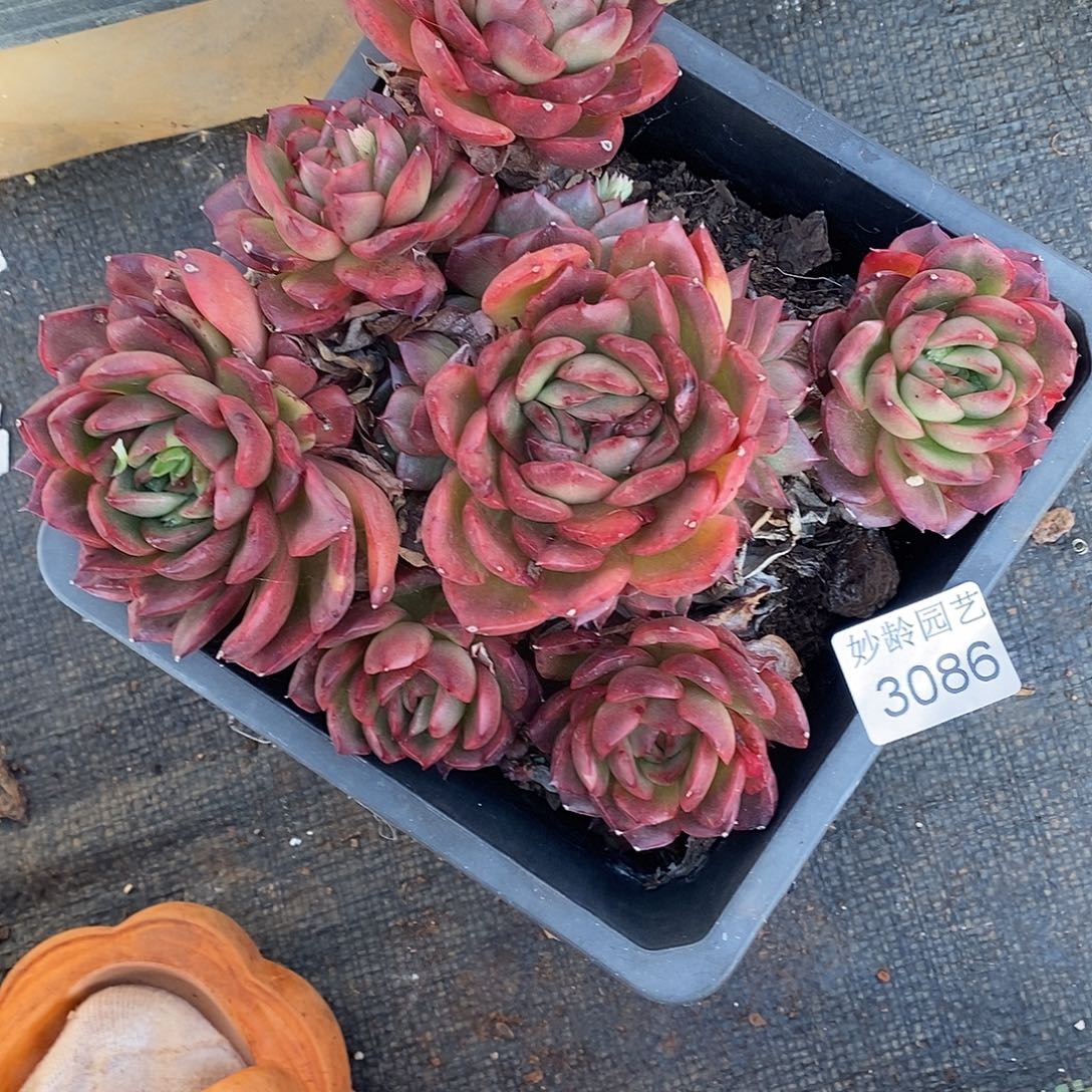 半***心3086杂交老桩基地～18厘米