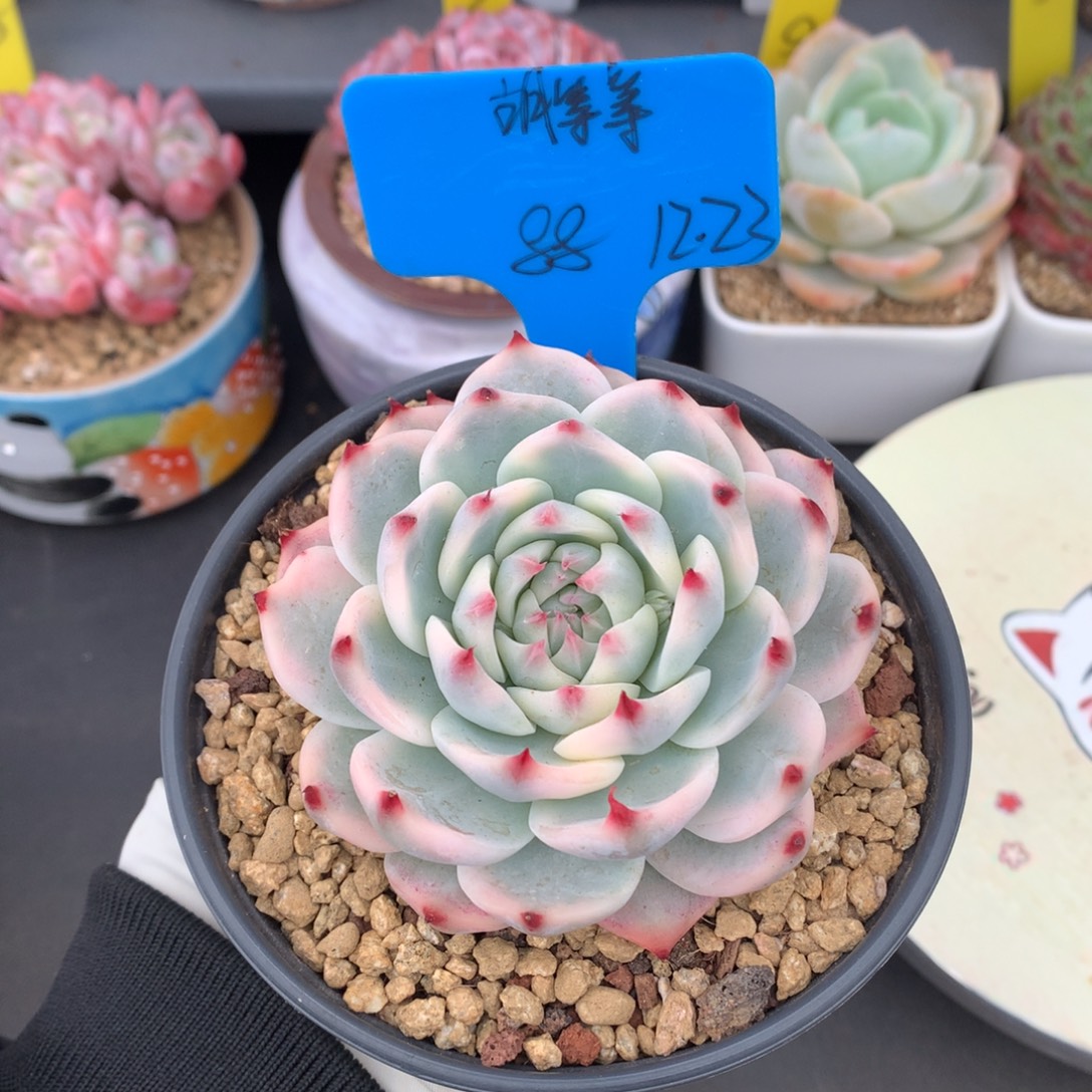 胡***等我们家的小姐姐们
