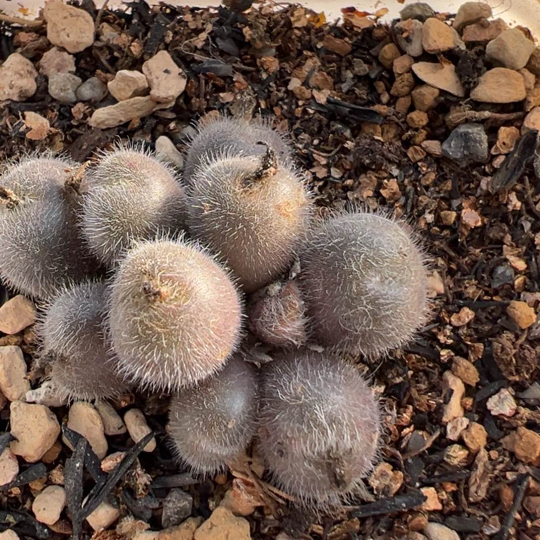 洋***烊23多肉植物百科植物