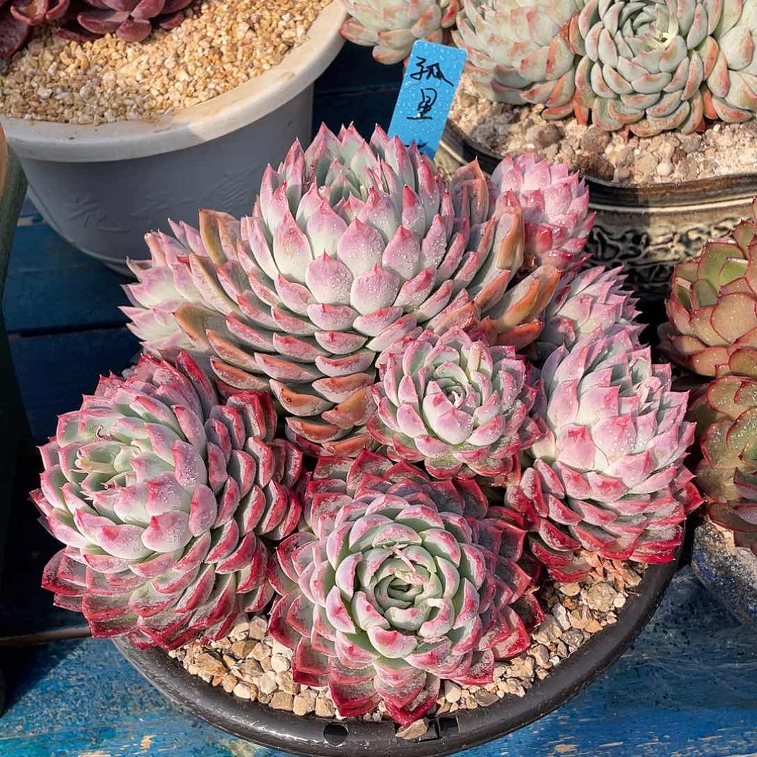 孤星多肉植物多肉