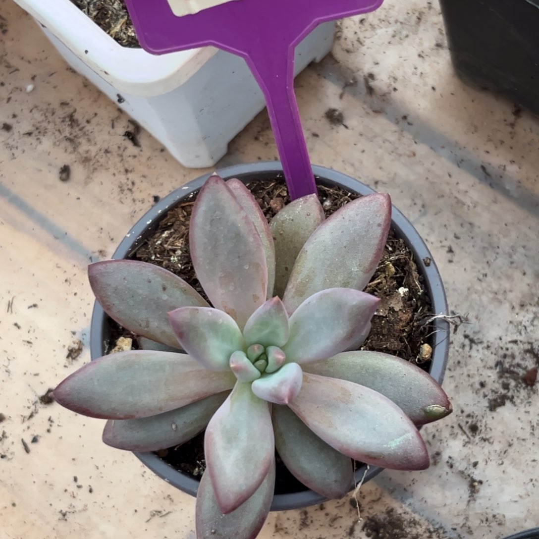 虞多肉植物一物一拍515