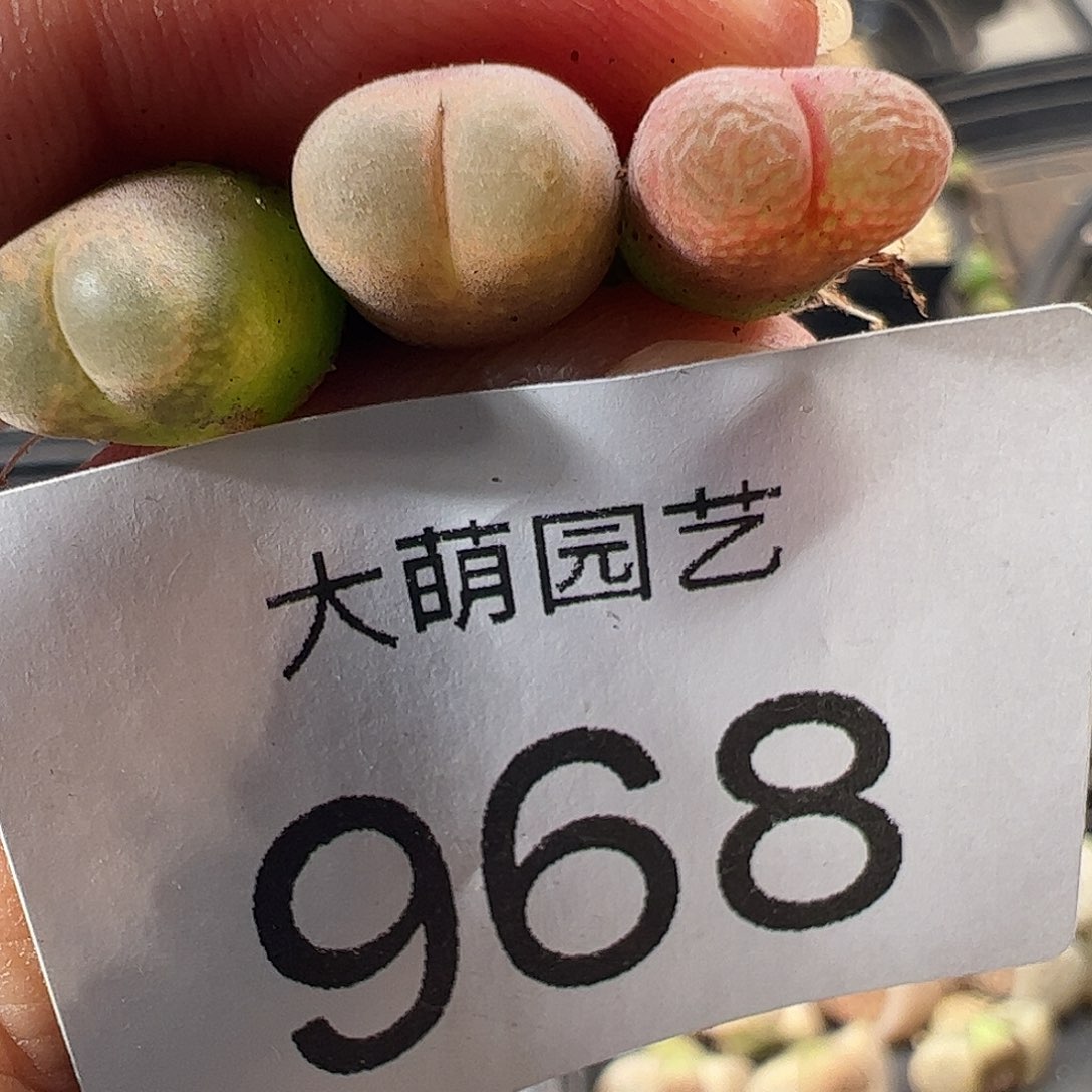 一物一拍大熊猫红风铃968