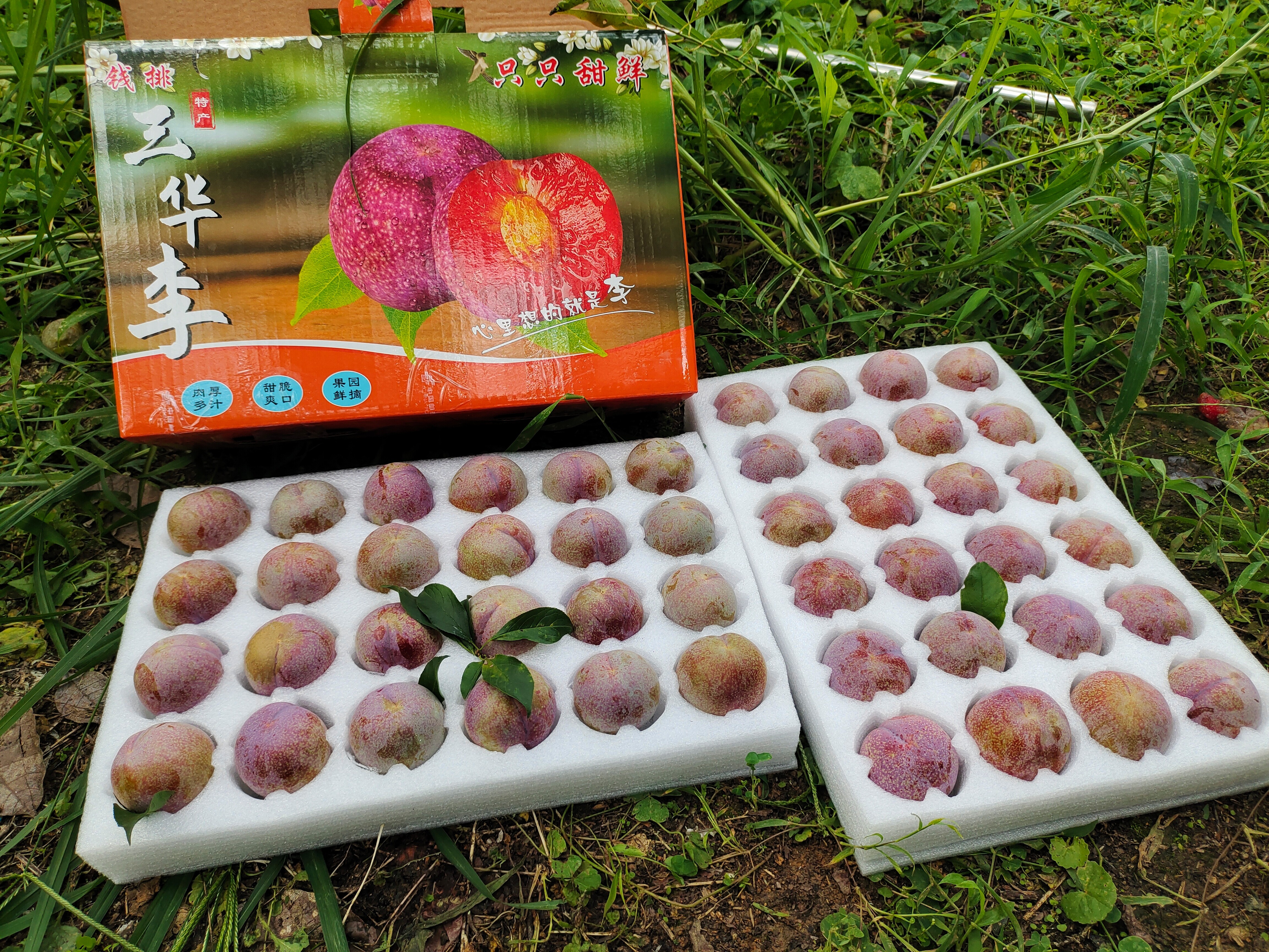 钱排银妃三华李(礼品盒包装)大果五斤